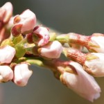 丸山公園の桜（5）～田川地域情報